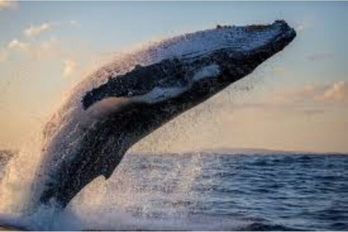 Santiment: Litecoin (LTC) Whales in Longest Accumulation Streak Since 2017