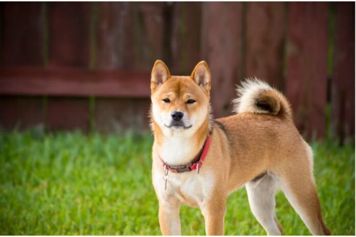 What Will You Do If Shiba Inu Hits 1 Cent? SHIB Investors from These Two Countries Speak