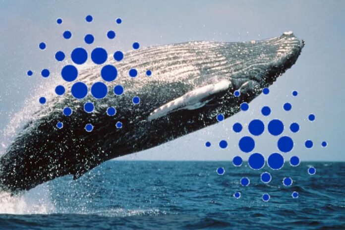 Cardano Sharks and Whales Scoop $138 Million in ADA, Santiment Highlights Why This Could Get Interesting