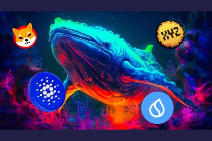Big Money Continues Stacking These Cryptocurrencies - Here's How Far ADA, SUI, SHIB & XYZVerse (XYZ) Price Soars If...